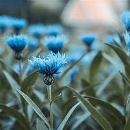 Image result for Turquoise Flower Background