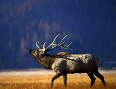 Image result for American Elk