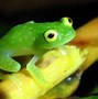 Image result for Small Glass Frog