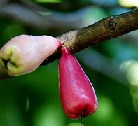 Image result for Jamaican Apple