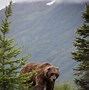 Image result for Scary Bear