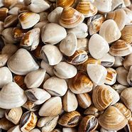 Image result for Fruits De Mer Coques