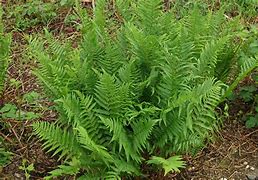 Image result for Dryopteris affinis