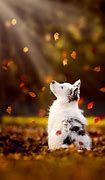 Image result for Funny Cute Animal iPhone Wallpaper
