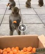 Image result for How to Fool a Monkey