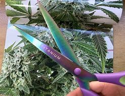 Image result for Weed iPhone 11 Phone Case