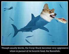 Image result for Shark with Bacon Hair