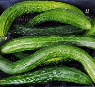 Image result for Cucumber Varieties