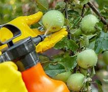 Image result for Spraying in High Fruit Tree