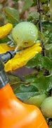 Image result for Spraying Apple Trees After Petal Fall