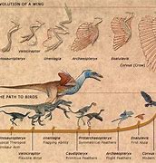 Image result for Dinosaur Bird Evolution