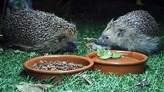 Image result for Hedgehog Reproduction