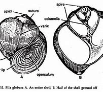 Image result for Parts of the Apple Snail