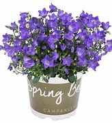 Image result for Campanula Summertimes Blues ®