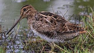 Image result for Gallinago hardwickii