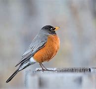 Image result for A Red Robin
