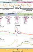 Image result for Follicular and Luteal Phase