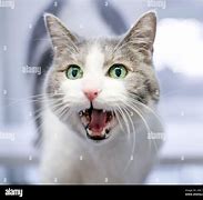 Image result for Cat Doing the Mouth
