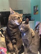 Image result for Funny Cat Couple