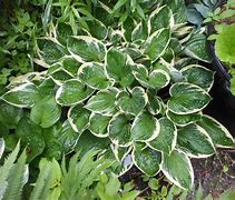 Image result for Hosta Independence (r)