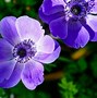 Image result for Purple Things Images