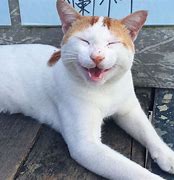 Image result for Smiling Cat Face