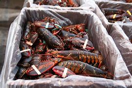 Image result for World's Largest Lobster