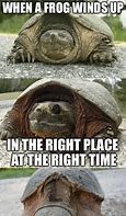 Image result for Tortoise Loses Meme