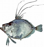 Image result for Zenopsis. Size: 176 x 185. Source: fishesofaustralia.net.au