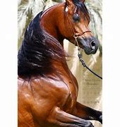 Image result for Hi Dubai Horse