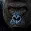 Image result for Harambe Swimming
