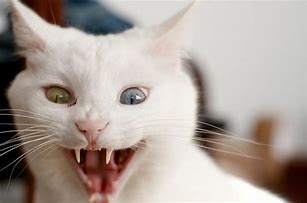 Image result for Screaming Cat Meme