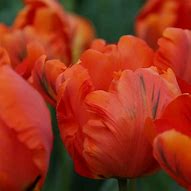 Image result for Tulipa Flower Power