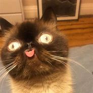 Image result for Weird Looking Cat Meme