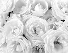 Image result for Rose Flower with White Background
