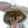 Image result for Pic of Jiff Pom