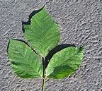 Image result for Picture of Poison Ivy Plant and Leaves