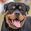 Image result for English Rottweiler