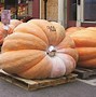 Image result for Gritty Pumpkin
