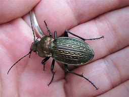 Image result for carabus_granulatus