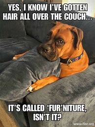 Image result for Animal Jokes for Adults