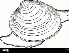 Image result for Southern Quahog Clam