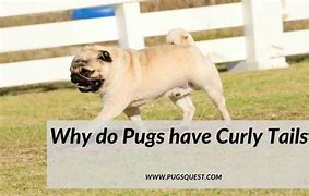 Image result for Pug Tail