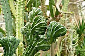 Image result for Different Types of Cactus Plants