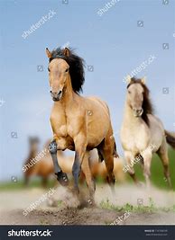 Image result for Wild Horses Running Photography