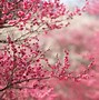 Image result for Pink Things in Nature