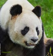 Image result for Panda Head Costu E