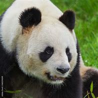 Image result for Giant Panda Head