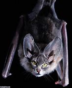 Image result for Cat Bat Picture