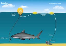 Image result for How to Tie Shark Fishing Hook